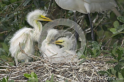 Great Egret, Ardea alba Stock Photo