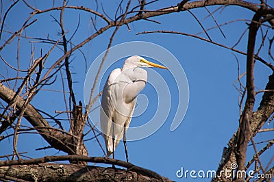 Great Egret (Ardea alba) Stock Photo