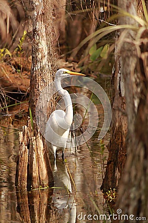 Great Egret (Ardea alba) in Everglades National Park Stock Photo