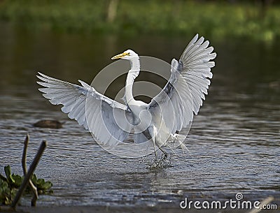 Great Egret Ardea alba landing on edge of Lake Stock Photo