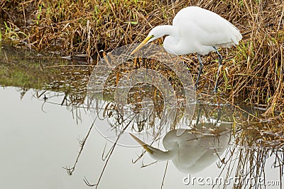 Great Egret hunting in Wetlands Stock Photo