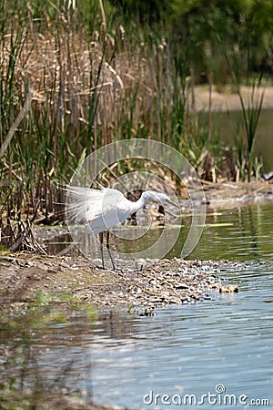 Great egret bird stands tall in a pond filled with mallard ducks, ruffling feathers Stock Photo