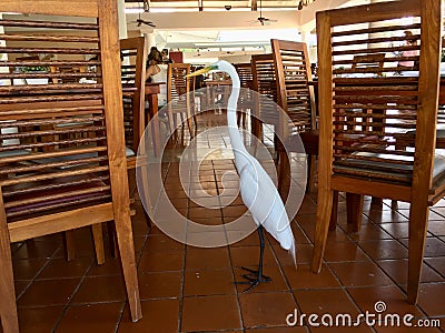 Great Egret Bird. at the restaurant. Punta Cana Stock Photo