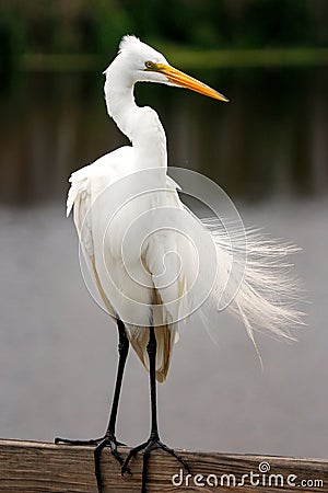 Great egret with breeding plumage Stock Photo