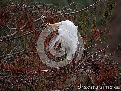 Great egret on a cypress tree Stock Photo