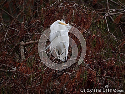 Great egret on a cypress tree Stock Photo