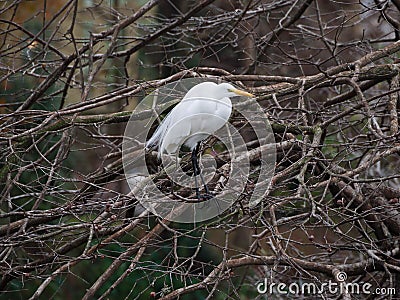 Great egret on a cypress tree Stock Photo