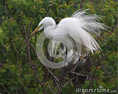 Great Egret Displaying its Breeding Plumage Stock Photo