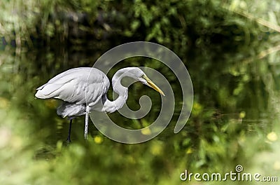 A great egret fishing on a lake. Stock Photo