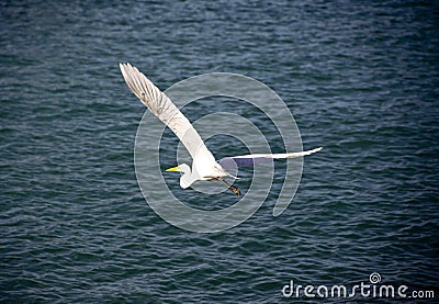 Great Egret flying Stock Photo