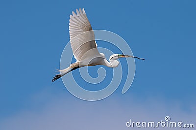 A great egret flying with a branch in it`s beak Stock Photo