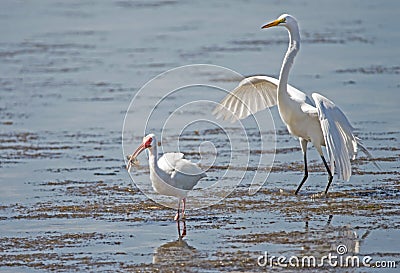 A Great Egret chases a White Ibis for his crab. Stock Photo