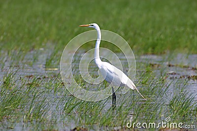 Great Egret in the marsh Stock Photo