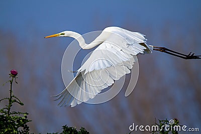 Great egret marsh bird fish hunter Stock Photo