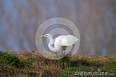 Great egret marsh bird fish hunter Stock Photo