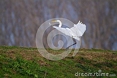 Great egret marsh bird fish hunter Stock Photo
