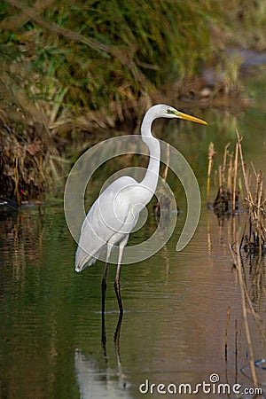 Great egret marsh bird fish hunter Stock Photo