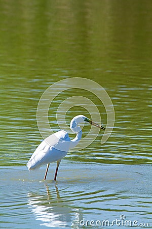 Great egret marsh bird fish hunter Stock Photo