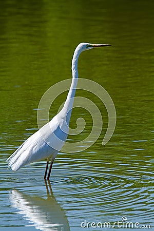 Great egret marsh bird fish hunter Stock Photo