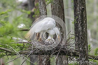 Great egret parent and chick Stock Photo