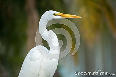 Great egret portrait. Large bird in natural habitat. Stock Photo