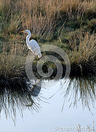 Great Egret with Reflection Stock Photo