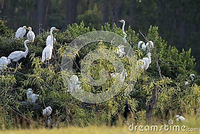 Great Egret Rookery, Pickney Island Wildlife Refuge, South Carolina Stock Photo