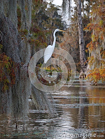 Great egret standing on a cypress tree in Lake Martin Stock Photo