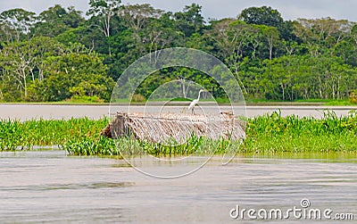 Great Egret on a submerged thatched hut Stock Photo