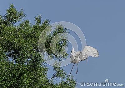 Great Egret Taking Off from a Cypress Tree Stock Photo