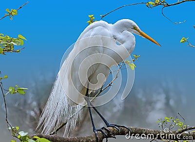Great Egret in a Tree Stock Photo