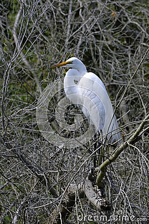 Great Egret in tree Stock Photo