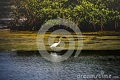 Great Egret Wading by a Mangrove Island Stock Photo