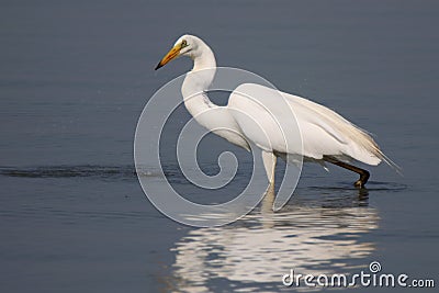 Great egret water bird watching Stock Photo