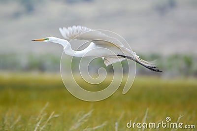 Great Egret with White Plumage in flight in Meadow Stock Photo