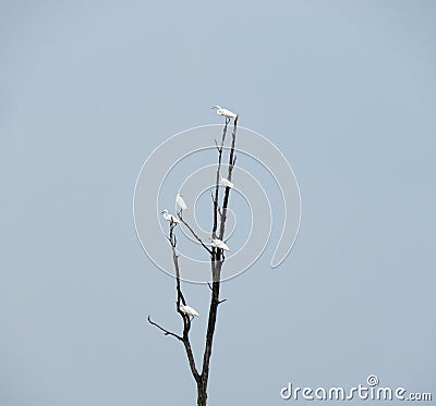 Great Egrets resting on lone deadwood tree in swamp Stock Photo