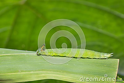 Great Evening Brown caterpillar Stock Photo