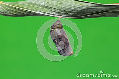 Great Evening Brown pupa Stock Photo