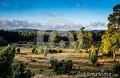 Great Forest Landscape Stock Photo