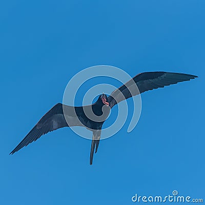 Great frigate bird Stock Photo