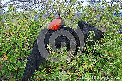 Great Frigate Bird during its mating ritual Stock Photo