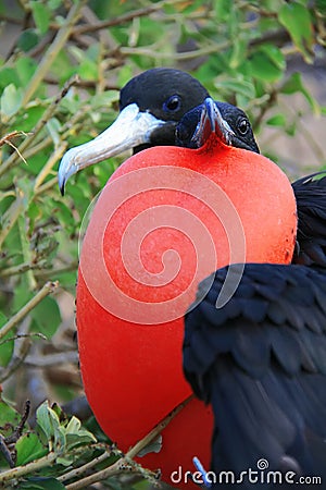 Great Frigate Bird during its mating ritual Stock Photo