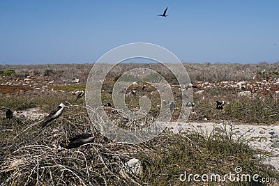 Great Frigate Birds Male and Female, North Seymour, Galapagos Islands, Ecuador, South America Stock Photo