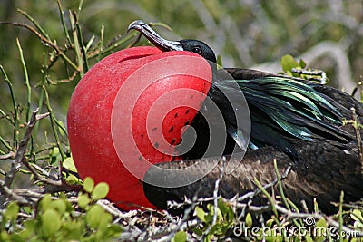 Great frigatebird male, Galapagos Stock Photo