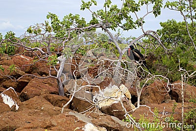 Great Frigatebird 832491 Stock Photo