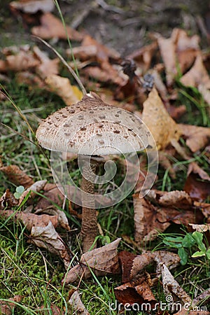 Great fruit body of parasol mushroom (Macrolepiota procera) Stock Photo