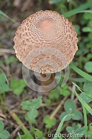 Great fruit body of parasol mushroom (Macrolepiota procera), seen from above Stock Photo