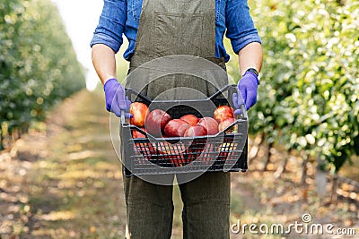 Great fruit harvest in summer and autumn season, work on eco farm and small business Stock Photo