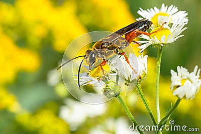 Great Golden Digger Wasp - Sphex ichneumoneus Stock Photo