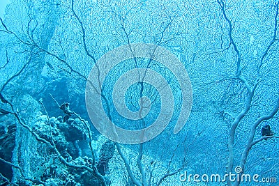 Great gorgonian at the bottom of tropical sea at great depths Stock Photo